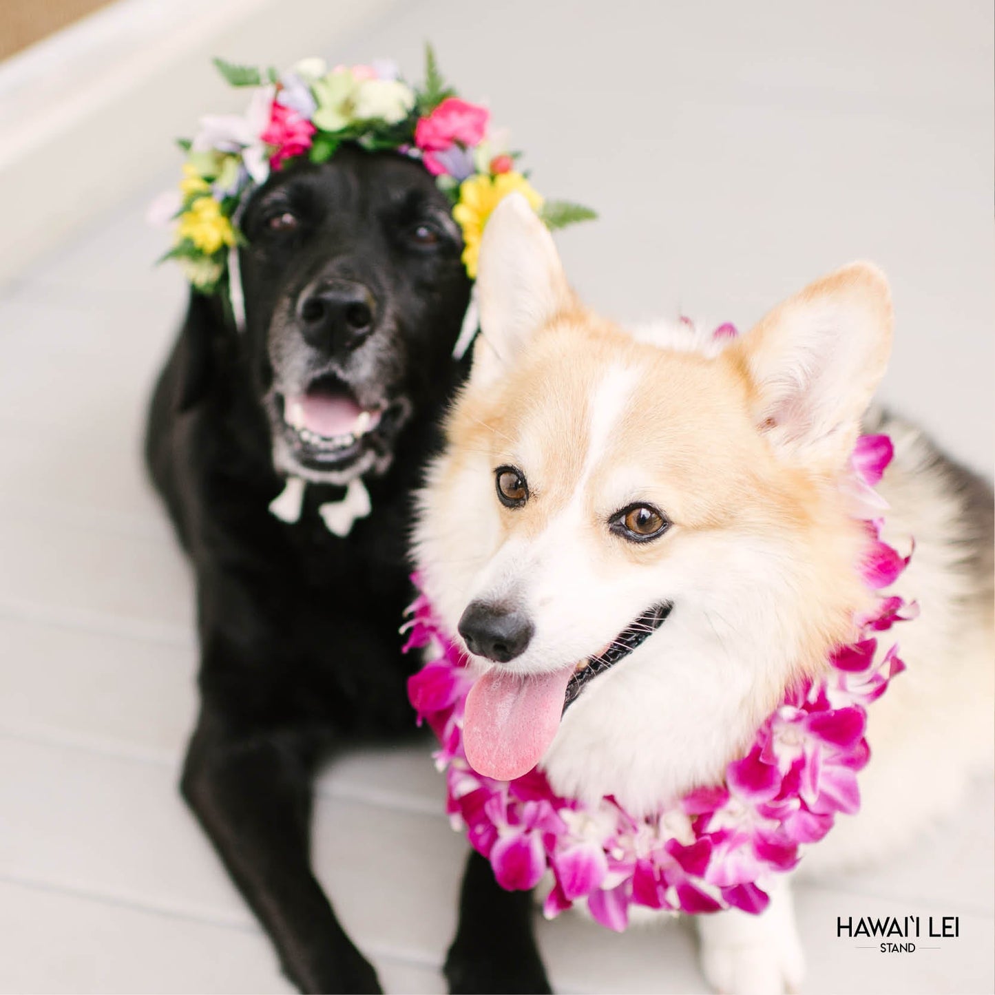 Doggy Double Orchid Lei (Small Dog - Purple)
