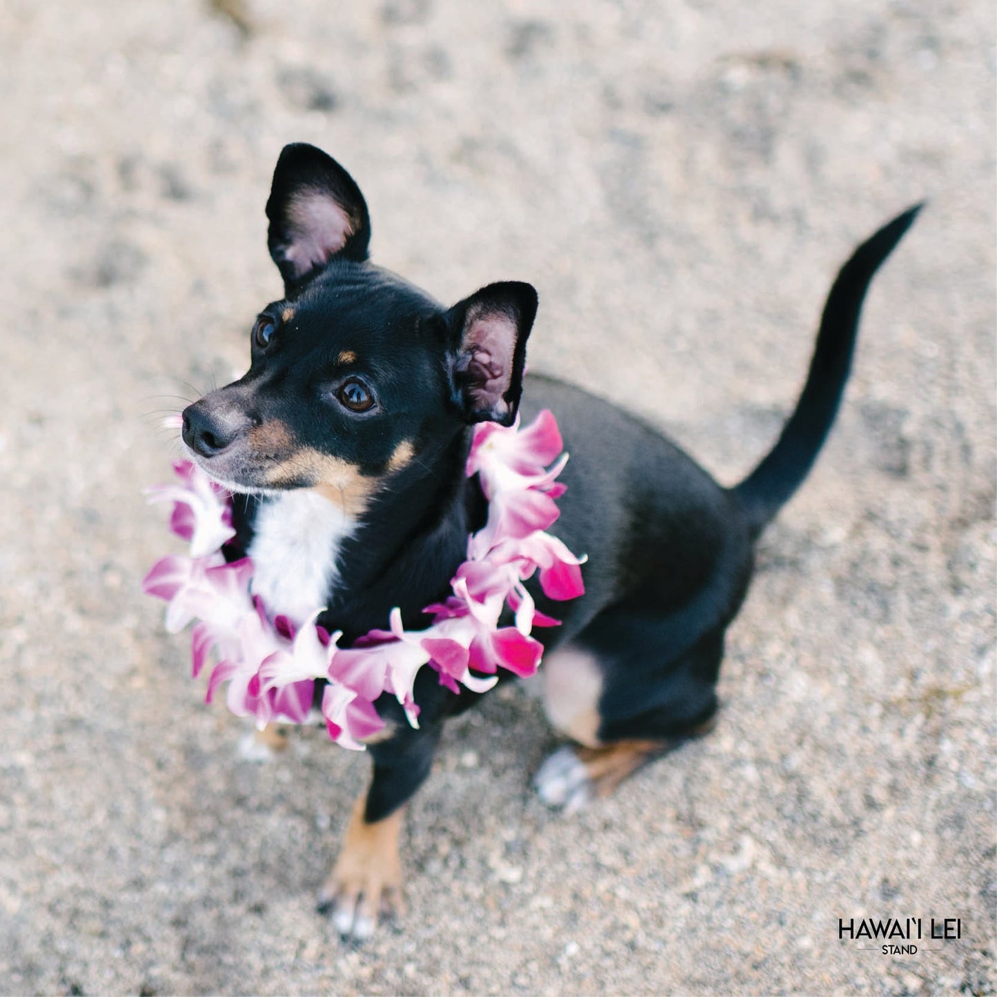 Doggy Single Orchid Lei (Small Dog)