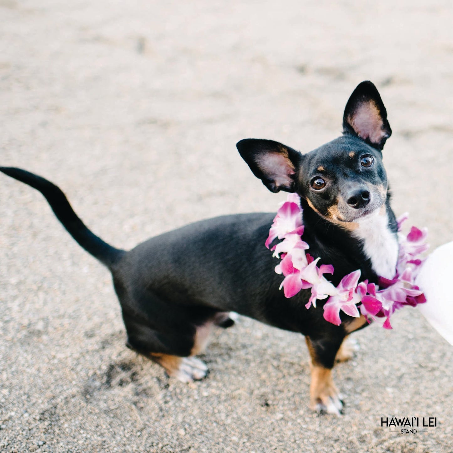 Doggy Single Orchid Lei (Small Dog)