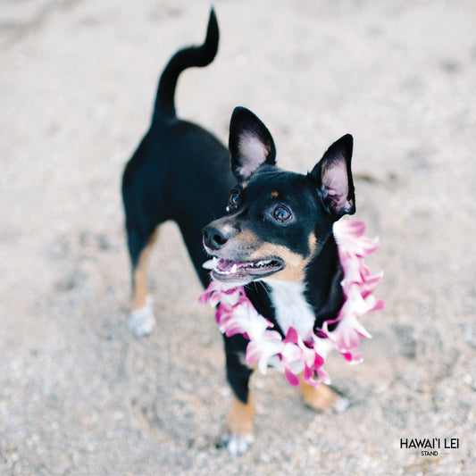 Doggy Single Orchid Lei (Small Dog)