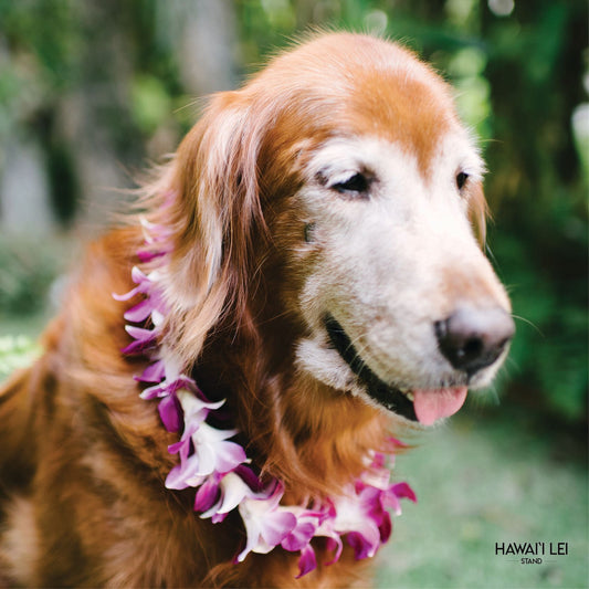 Doggy Single Orchid Lei (Large Dog)