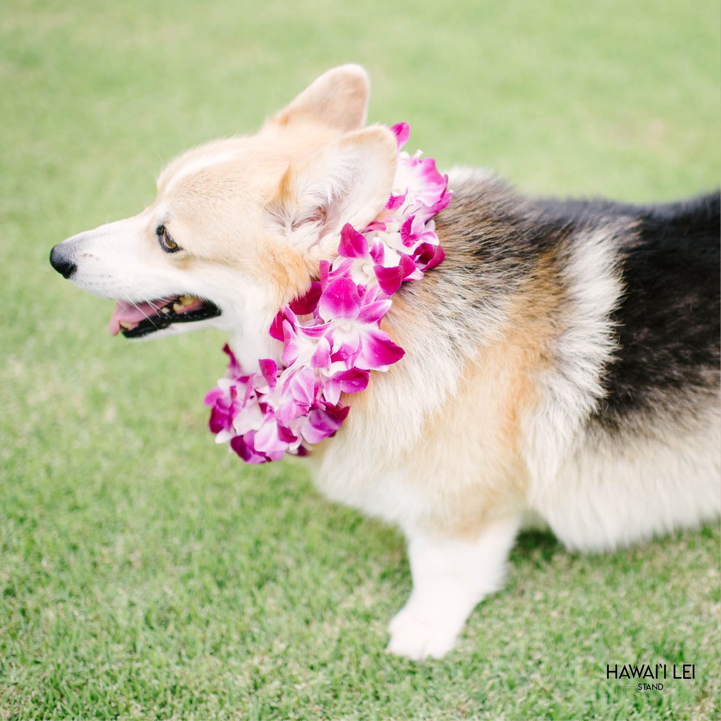 Doggy Double Orchid Lei (Small Dog - Purple)