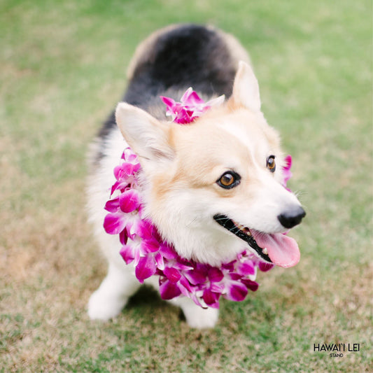 Doggy Double Orchid Lei (Small Dog - Purple)