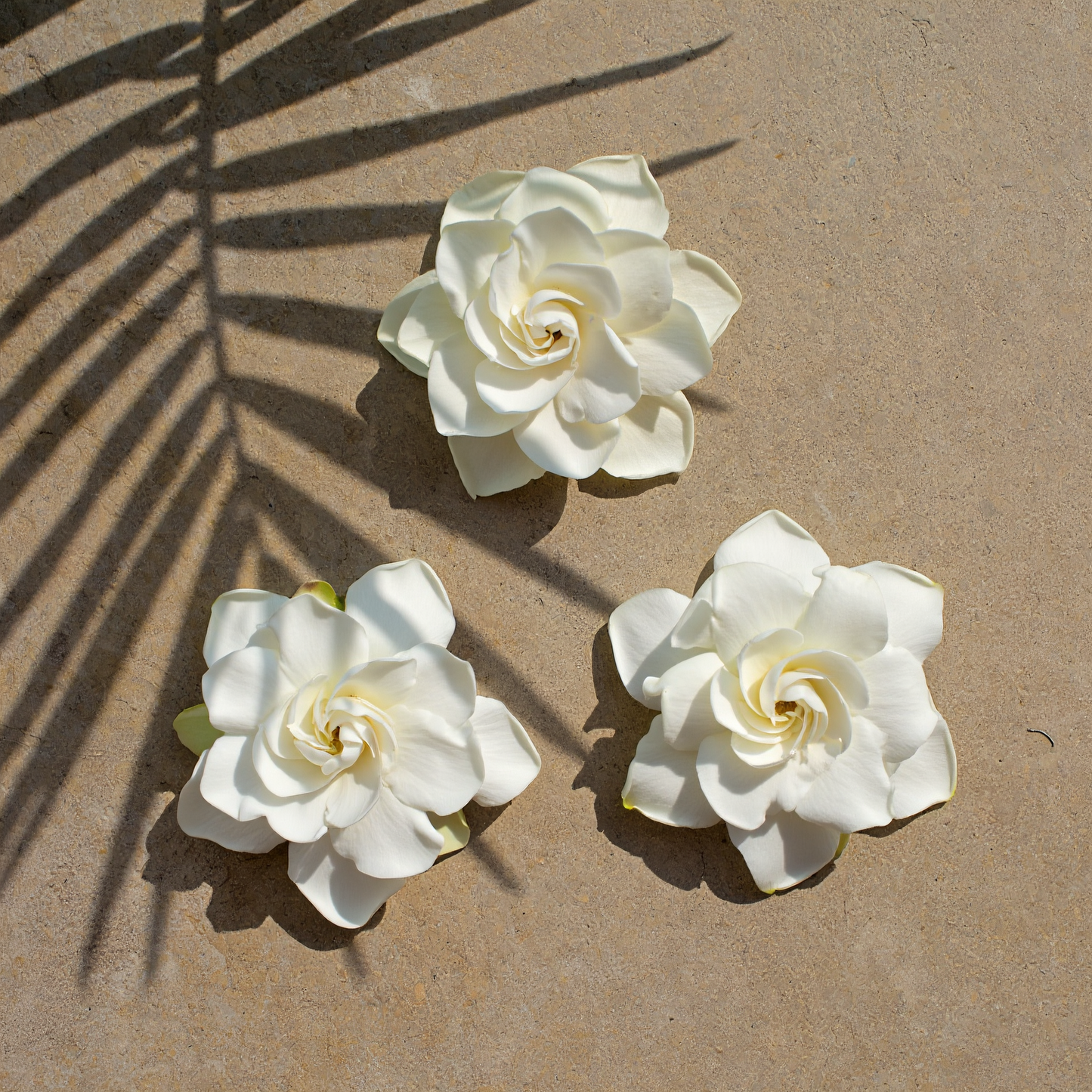 Kiele Gardenia Scented Candle