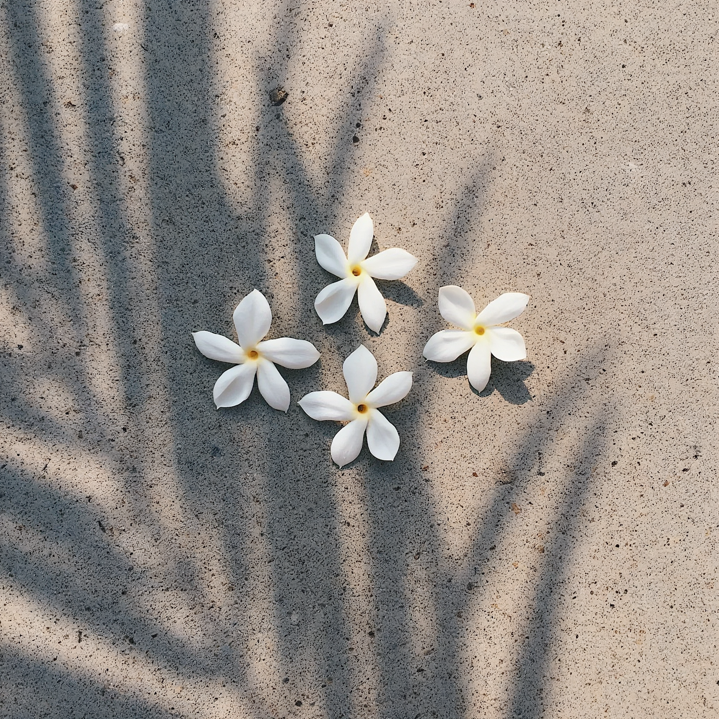 Pikake Jasmine Lotion